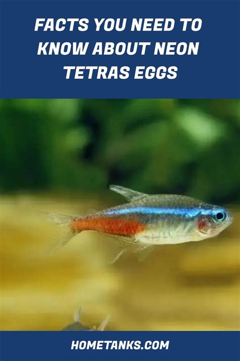 5 Amazing Facts About Tetra