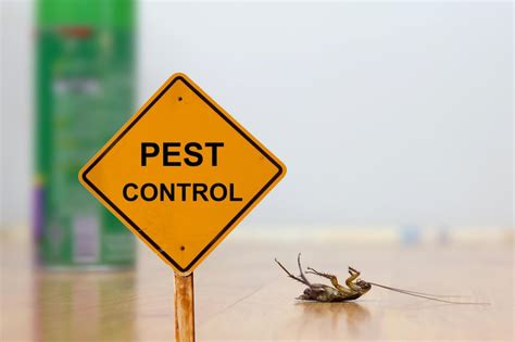 5 Eco-Friendly Ways To Control Termites And Pests