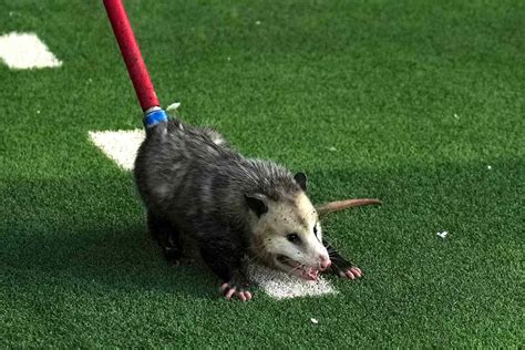 5 Facts About Texas Techs Possum Mascot