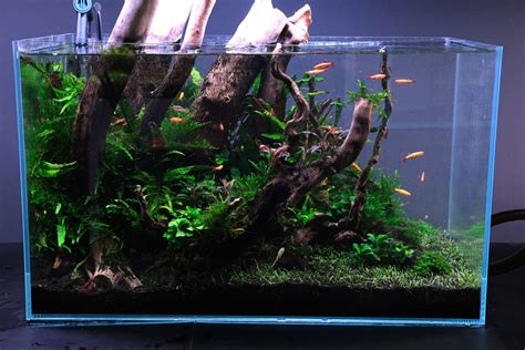 5 Low-Maintenance Plants For Low-Tech Tanks