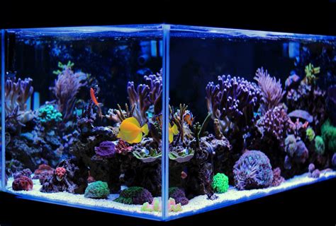 5 Low Tech Saltwater Aquarium Ideas For Beginners