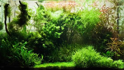 5 Tips For A Thriving Low-Tech Planted Tank