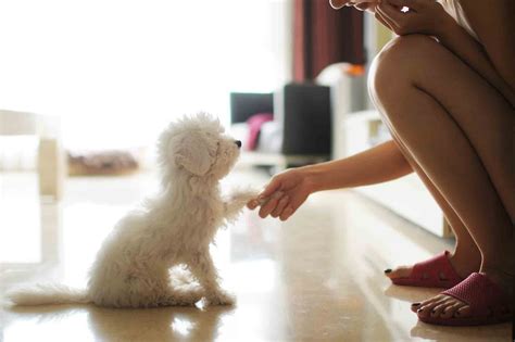 5 Tips For Vet Techs To Offer Pet Sitting Services