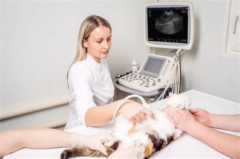 5 Tips For Vet Ultrasound Tech Mastery