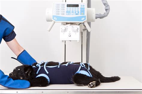 5 Ways Animal Radiology Tech Improves Pet Care