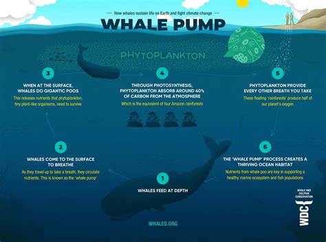 5 Ways Blue Whale Tech Is Revolutionizing Ocean Conservation