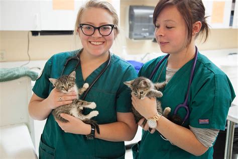 5 Ways Nvcc Vet Tech Program Prepares You