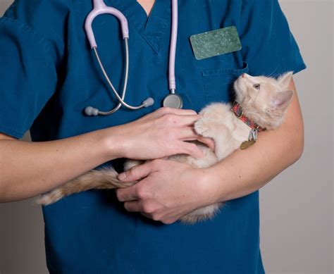 5 Ways Salthouse Vet Tech Improves Animal Care