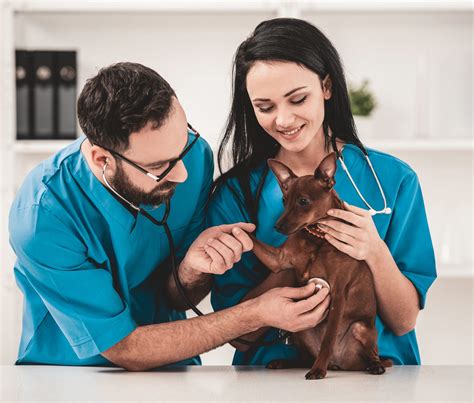 5 Ways To Become A Vet Tech At Pima