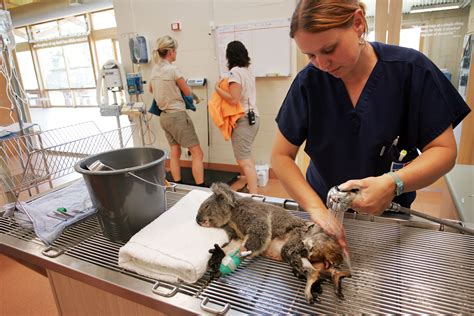 5 Ways To Become A Zoo Vet Tech