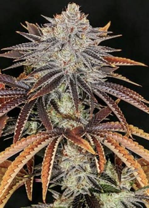 5 Ways To Grow Cookie Tech Strain