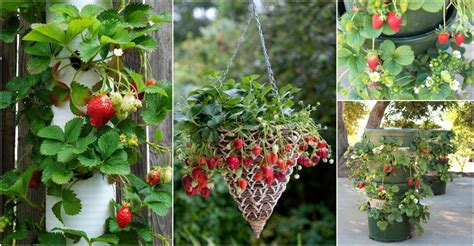 5 Ways To Grow Strawberry Techos