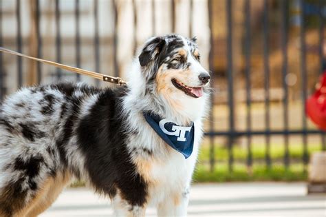 5 Ways To Rep Virginia Tech With Dog Accessories