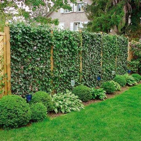 5 Ways To Use Text Ivy In Landscaping