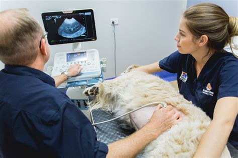 5 Ways Ultrasound Tech Helps Animals