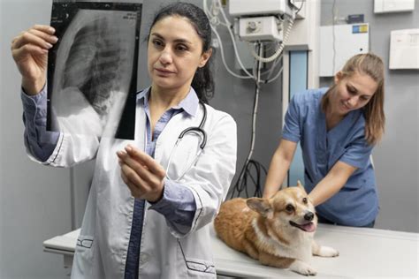 5 Ways Vet X Ray Tech Improves Pet Care