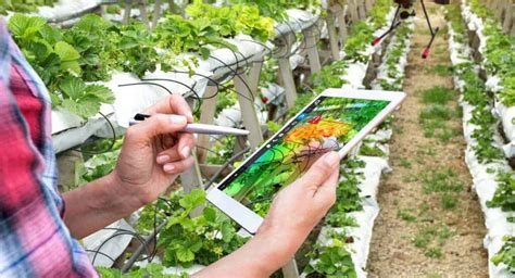 5 Ways Wadi Tech Is Revolutionizing Smart Farming