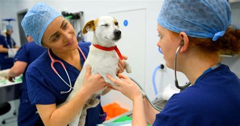 5 Ways Worcester Tech Vets Support Animal Care