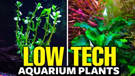 7 High-Tech Aquarium Plants For Advanced Aquarists