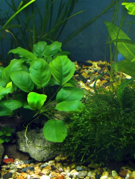 7 Low Maintenance Aquarium Plants