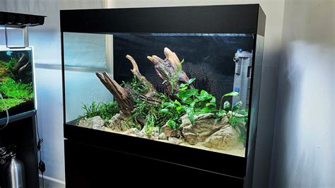 7 Simple Ways To Create A Low Tech Aquascape