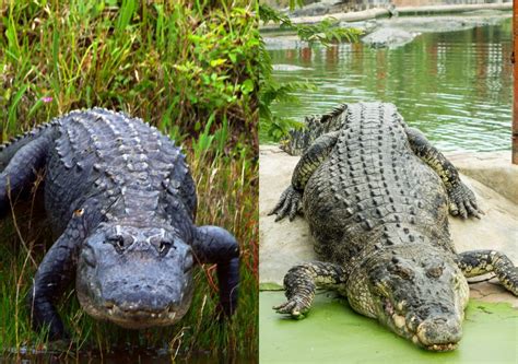 7 Ways Cyber Tech Fights The Alligator Threat