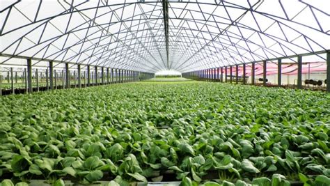 7 Ways Farm Tech Greenhouses Revolutionize Sustainable Farming