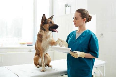 Average Vet Tech Salary In Pennsylvania Revealed