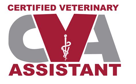 Certify As Vet Tech: Ultrasound Certification Requirements