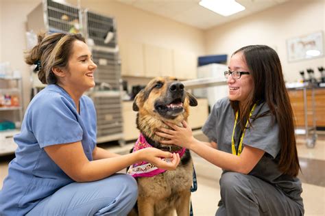 Dmacc Vet Tech Program Overview And Admission Requirements