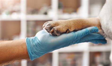 Do Vet Techs Euthanize Animals Frequently