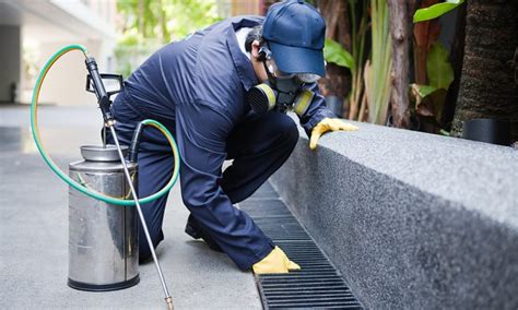 Eco-Friendly Pest Control Solutions In Palm Harbor