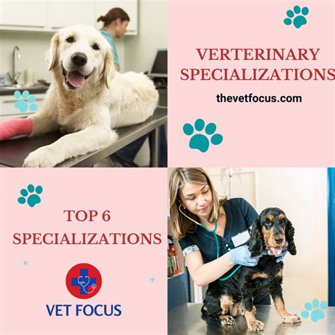 Exploring Vet Tech Specialties: A Guide