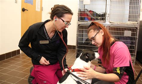 Hcc Vet Tech Program: Empowering Animal Care Careers