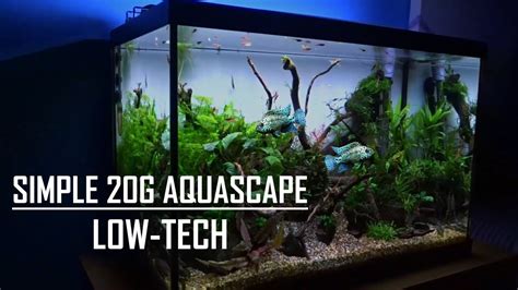 High Tech Planted Aquarium Setup And Maintenance Guide