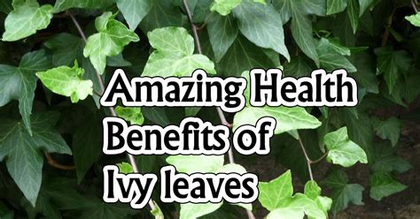 Ivy C Benefits And Uses