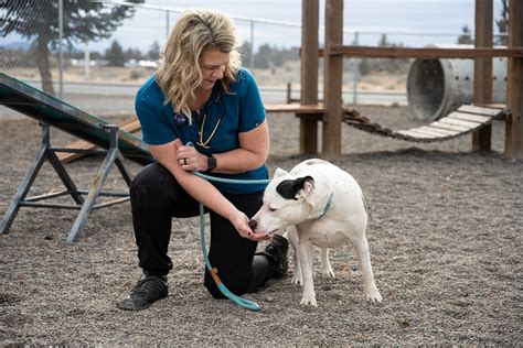 Lccc Vet Tech Program: Hands-On Training For Animal Care