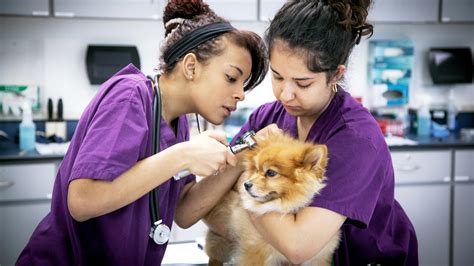 Lmu Vet Tech Program: Launching Careers In Animal Care