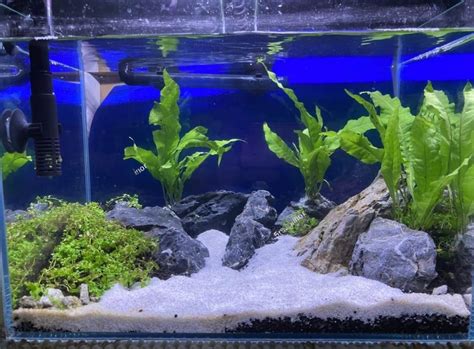 Low Tech Aquascape Plants For A Thriving Aquarium