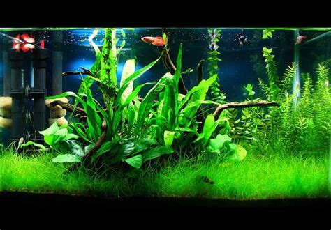 Low Tech Planted Tank Setup And Maintenance Guide