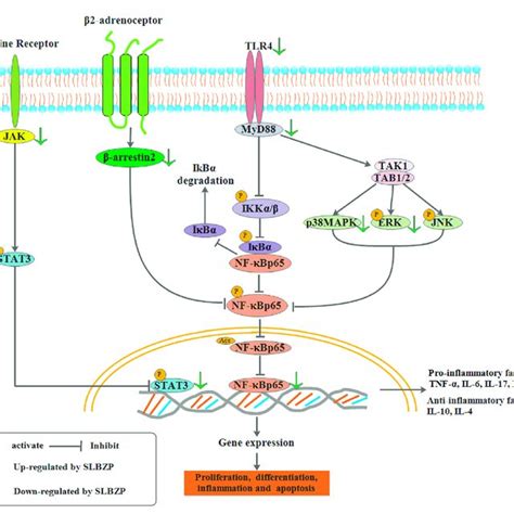 Mapk Tech: Revolutionizing Signal Transduction Research