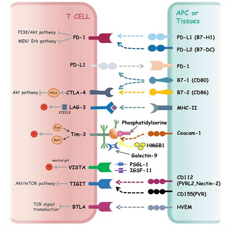 Mapk Tech: The Future Of Signal Transduction Therapy