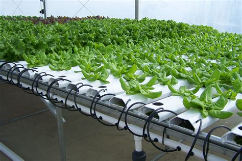 Maximizing Yields With Hydro Tech Hydroponics Systems