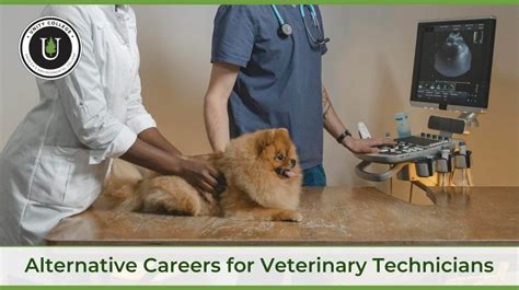 Non-Clinical Careers For Vet Techs Beyond The Hospital