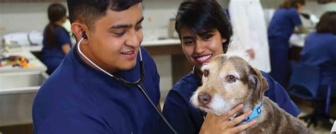 Pima Medical Vet Tech: Launch Your Dream Career