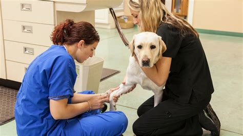 Top 5 Vet Tech Jobs In Albuquerque