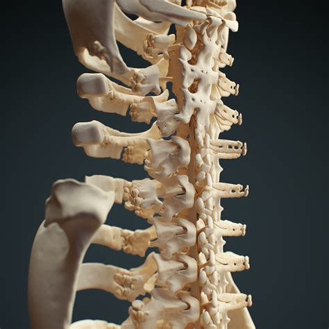 Unlocking Spinal Health: The Role Of Chiropractor Tech