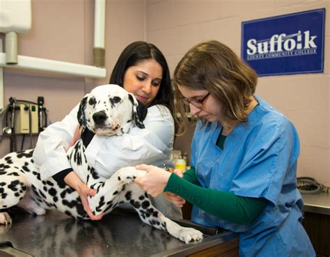 Vet Tech Programs At Dallas College