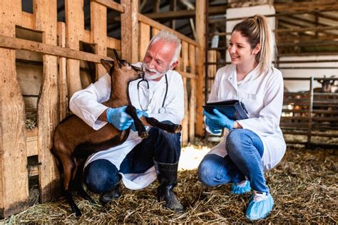 Vet Tech Relief Work: Making A Difference Globally