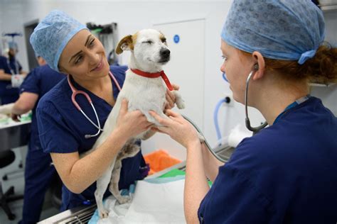 Vet Tech Salary In Virginia: What To Expect